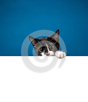 Cute kitten peeking out from behind white message board on a blue background. Copy space for your text.