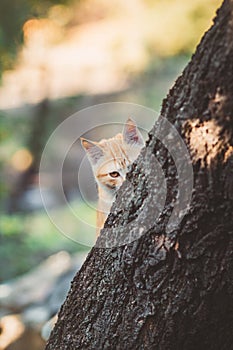 Cute kitten peeping from behind the tree trunk in the garden, a curious pet walking, hunting outdoors in summer