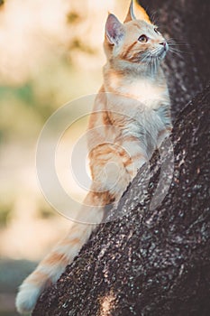 Cute kitten peeping from behind the tree trunk in the garden, a curious pet walking, hunting and playing outdoors in summer