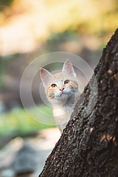 Cute kitten peeping from behind the tree trunk in the garden, a curious pet walking, hunting and playing outdoors in summer