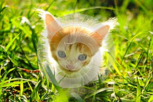 Cute kitten played on green tall grass lit by sun