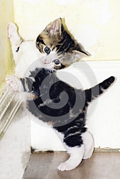 Cute kitten playing