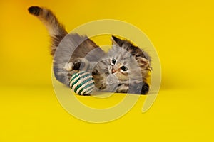 Cute kitten playing with ball on yellow background