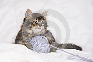 A cute kitten playing in a bed