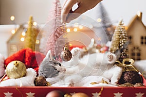 Cute kitten playing with christmas glitter bauble at christmas tree and decorations in lights