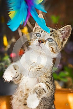 Cute kitten playing with a feathery toy in the garden