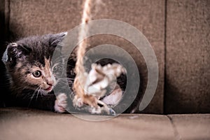 Cute kitten playing with paper on a string..