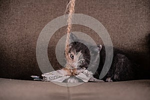 Cute kitten playing with paper on a string..