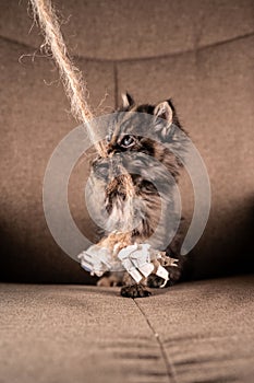 Cute kitten playing with paper on a string..