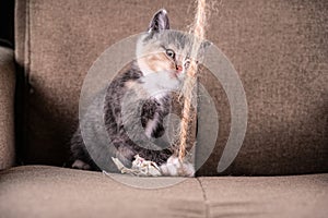 Cute kitten playing with paper on a string..
