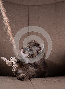 Cute kitten playing with paper on a string..