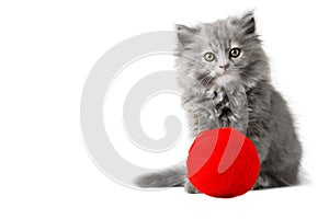 Cute kitten playing with red ball of wool studio isolated