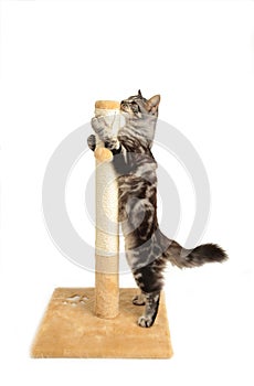 A cute kitten playing with scratching post isolated on a white background