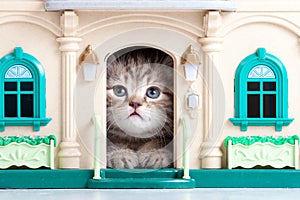 Cute kitten playing in toy house