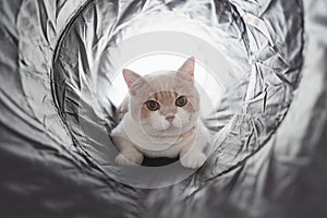 Cute kitten playing in tunnel