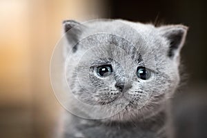 Cute kitten portrait. British Shorthair cat