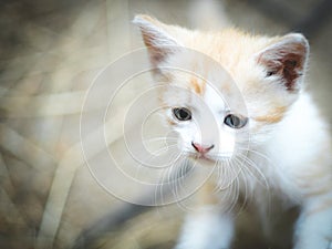 Cute kitten portrait with a serious curious look
