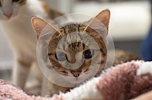 Cute kitten portrait in a veterinary clinic. The kitten came to the veterinary clinic for the first time. The baby