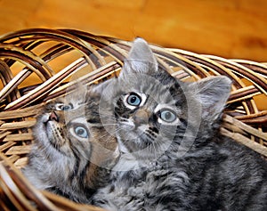 Cute kitten in punnet photo