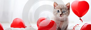 Cute kitten with a red balloons and a gift box. Birthday greeting card. Promotional banner for animal shelter, pet shop