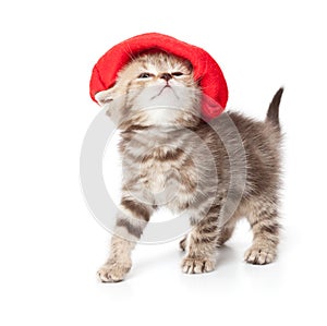 A cute kitten in a red hat