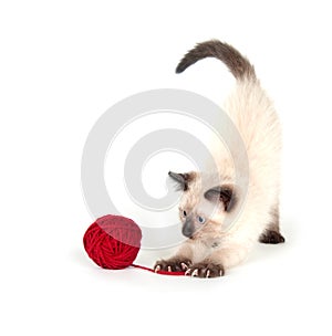 Cute kitten and red yarn
