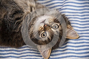 Cute little kitten resting in a bed