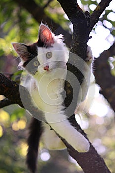 Cute kitten resting on the tree branch