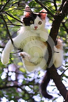 Cute kitten resting on the tree branch