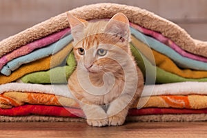 Cute kitten resting tucked between colorful towels