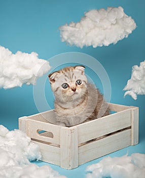 Cute kitten of the Scottish breed sits in a wooden box and timidly looks away.