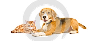 Cute kitten Scottish Straight and Beagle dog lying together
