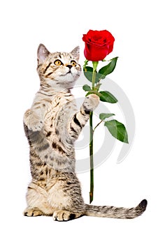 Cute kitten Scottish Straight with a rose
