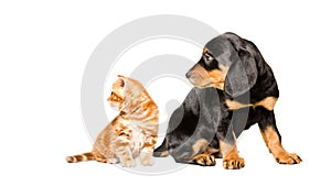 Cute kitten scottish straight and slovakian hound puppy sitting together, looking to the side