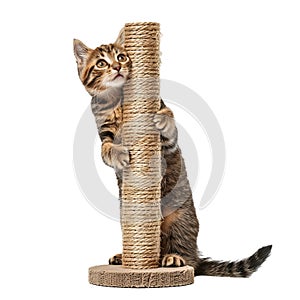 Cute kitten is sharpening its claws on a scratching post