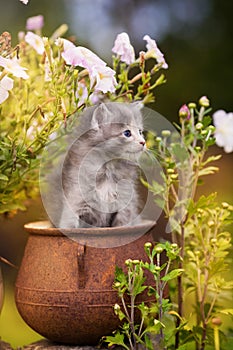 Cute kitten sits in an old pot in flowers at sunset