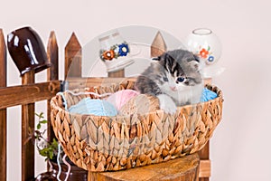 cute kitten sitting in a basket with balls of cotton balls