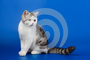Cute kitten sitting on blue background