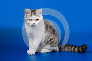 Cute kitten sitting on blue background