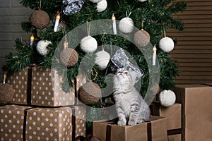 Cute kitten is sitting on gifts under the Christmas tree. Charming pet. New Year card