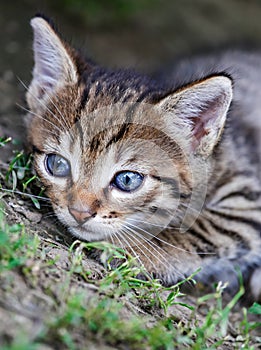 A cute kitten sitting on the ground