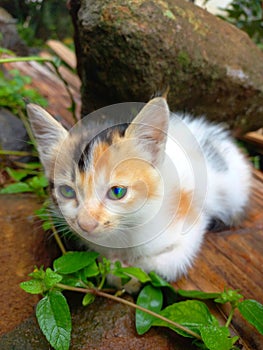 Cute kitten sitting on the ground