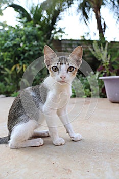 Cute Kitten sitting on the ground