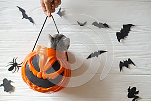 Cute kitten sitting in halloween trick or treat bucket on white background with black bats. Adorable kitty looking from jack o`