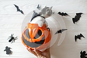 Cute kitten sitting in halloween trick or treat bucket on white background with black bats. Hand holding jack o` lantern pumpkin