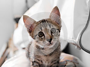 The cute kitten sitting and looking for something