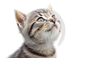 Cute kitten sitting looking up on white background.