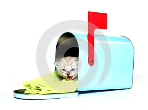 Cute kitten sitting in mailbox
