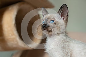 Cute kitten sitting. Purebred 2 month old Siamese cat with blue almond shaped eyes on beige playground background. Concepts of
