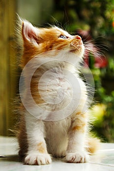Cute kitten sitting relaxed and looking up straight